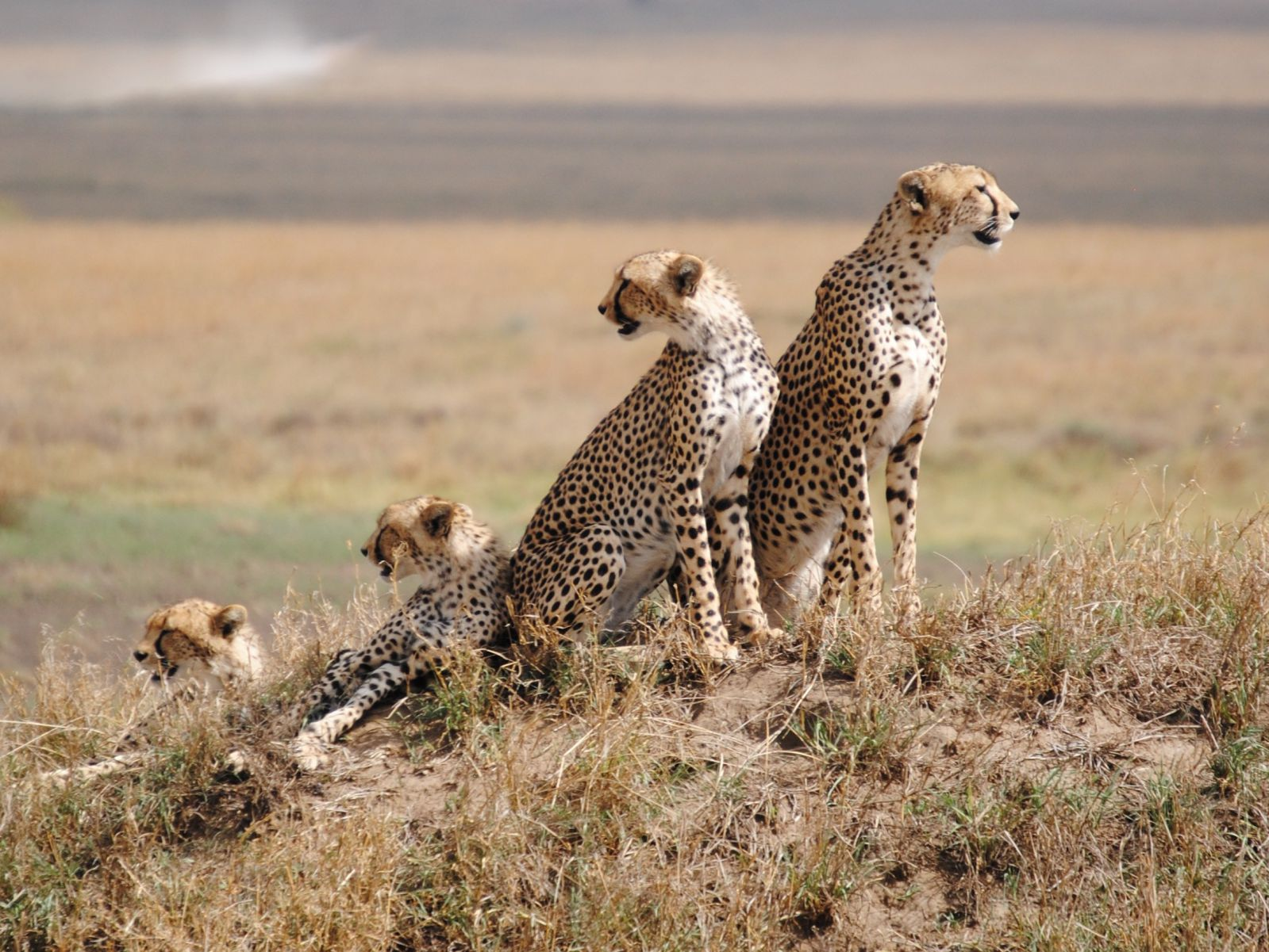 Gari la watalii latumbukia mtoni Serengeti, wageni watoka salama